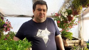 Бархатцы тайшан как вырастить, сроки посева.