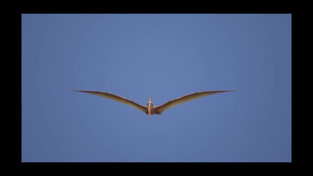 ПТЕРОДАКТИЛЬ (PTERODACTYLUS) смотреть онлайн