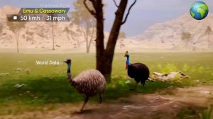 Animal Run Speed Comparison Part 2 | Fastest Animal ,Birds on Land | Godzilla and Kong Speed