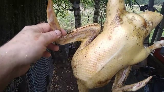 Забой уток ,как ощипать и разделать, взвешивание смотреть онлайн