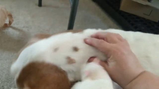 A Squirrel, 3 Rats, and a Basset Hound: a very unusual play group! смотреть онлайн