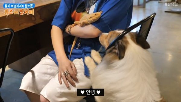 빌리 아일리시 (Billie Eilish) - 리릭퀴즈 in 펫카페 | 유뮤코 오리지널