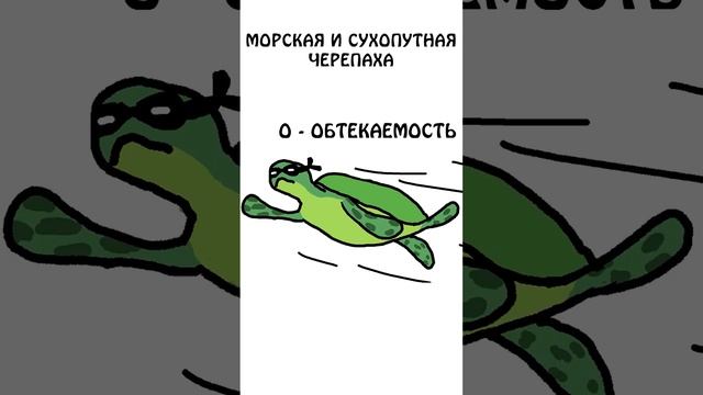 Не путаем морскую черепаху с сухопутной #shorts #животные #черепахa #путаем смотреть онлайн