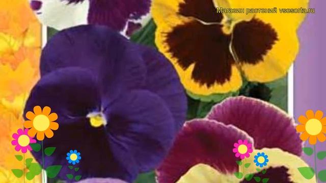 Виола швейцарские гиганты Вельвет микс. Краткий обзор, описание viola wittrockiana Velvet Mix смотреть онлайн