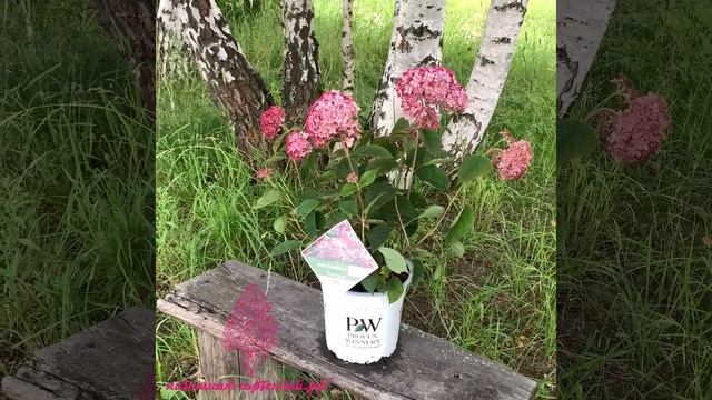 Гортензия древовидная Руби Анабель-цвета граната!!! Новинка 2020!!! смотреть онлайн