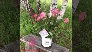 Гортензия древовидная Руби Анабель-цвета граната!!! Новинка 2020!!!