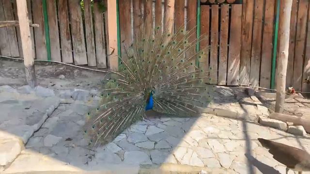 Павлины раскрыли хвосты в парке Олимп, Геленджик! смотреть онлайн