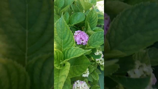 Праздник лето природа сад лилии гортензия смотреть онлайн