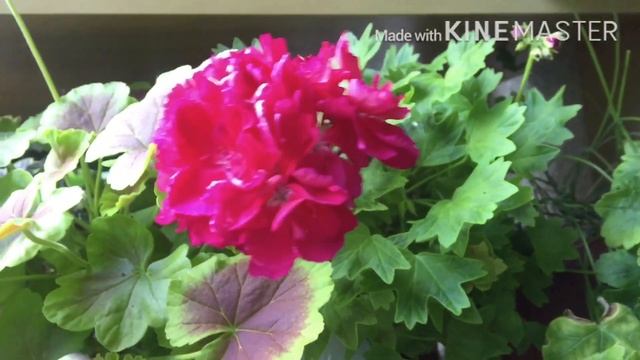 Мучнистый червец, Покупки стрептокарпусов и пеларгоний, Балкон смотреть онлайн