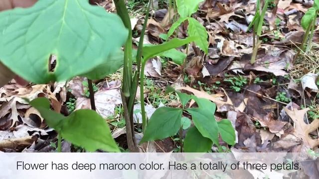 KoeckScience: Red Trillium (Trillium erectum) смотреть онлайн