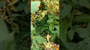 Томат  Хали Гали f1 2020г.