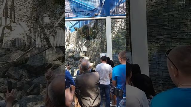 Орангутанг рыбачит))) смотреть онлайн