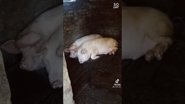 Первые пленные