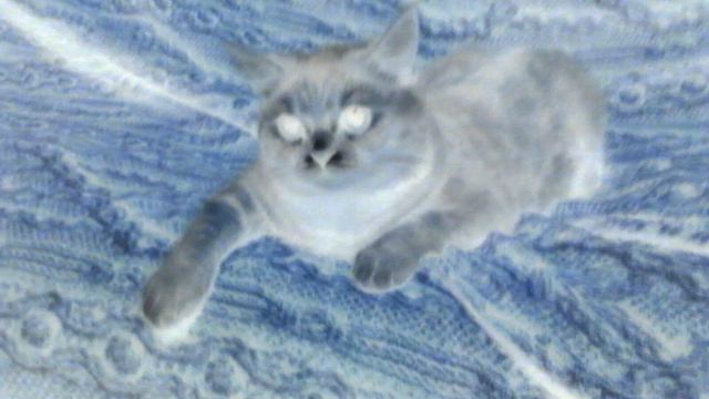 Моя кошка Сильва смотреть онлайн