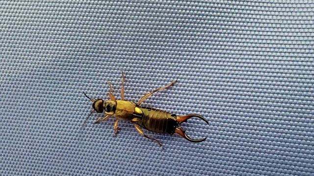 Сколопендра смотреть онлайн