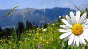 Цветы  России - Людмила  Зыкина