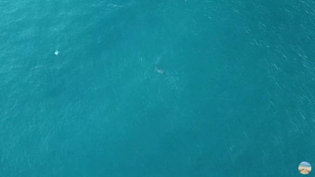 Брачные танцы дельфинов (Геленджикская бухта) смотреть онлайн