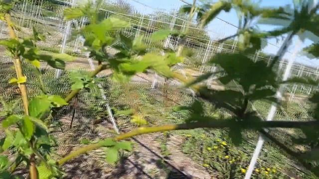 Замерзли плодовые почки - потеря урожая смотреть онлайн