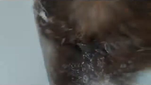 Купание ши-тцу Питомник декоративных пород собак ши-тцу и гриффон Нежный Свет. смотреть онлайн