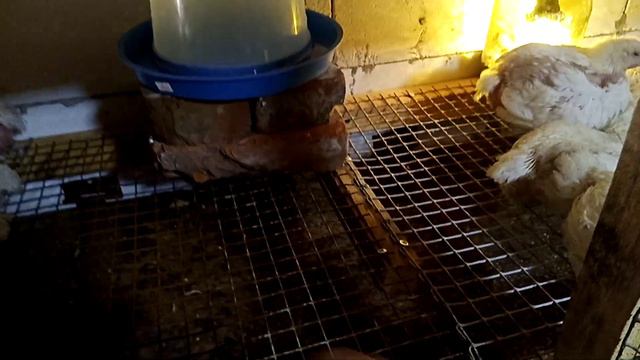 Брудер - клітка для бройлерів - як зробити - своїми руками смотреть онлайн