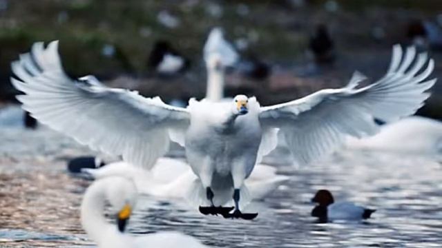 Swan Song смотреть онлайн