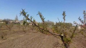 Опрыскивание персика весной ( апрель )