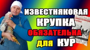 Известняковая крупка - обязательна для кур.