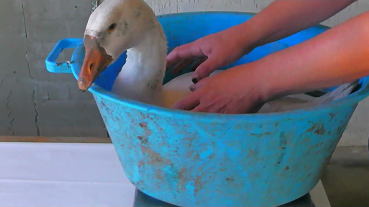 Какой вес у гусят в два месяца и 3,5 месяца. Взвешивание смотреть онлайн