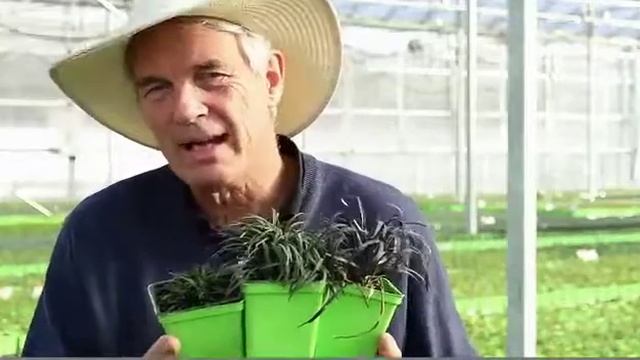 Ophiopogon japonicus 'Kyoto Super Dwarf' - Super Dwarf Mondo смотреть онлайн