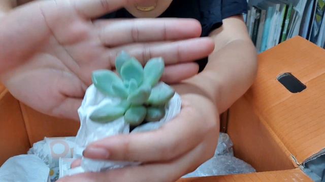 제주도에서 다육능금님이 보내준 이쁜이들ㅡ제주하트돌화분,칠복수,헬리아,연화바위솔,오팔리나,로즈마리, 땅콩박,고사리, 라벤더, 달개비등 넘나 많이~ 아~행복해요~ смотреть онлайн