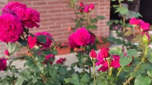 САМЫЕ АРОМАТНЫЕ СОРТА РОЗ.