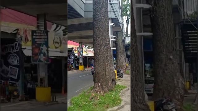 This is How BANDUNG CITY Protects Its Trees | West Java, Indonesia | V131 смотреть онлайн