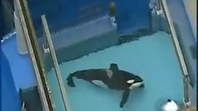 Killer Whale Kills Trainer Footage - Disturbing Scenes смотреть онлайн