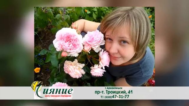 сияние розы флорибунда смотреть онлайн