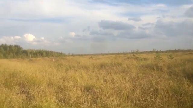 На болото за клюквой ??♀️ смотреть онлайн