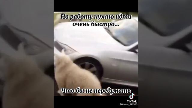 Радостные обновления