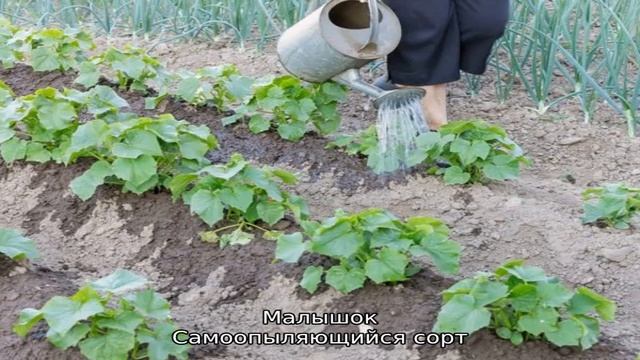 Огурец кустовой смотреть онлайн