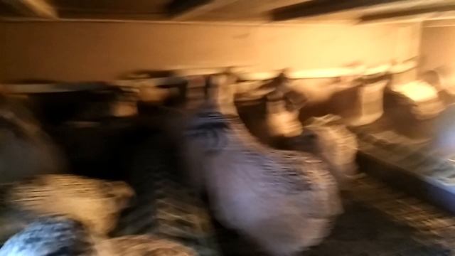 Золотистый феникс,обзор породы смотреть онлайн