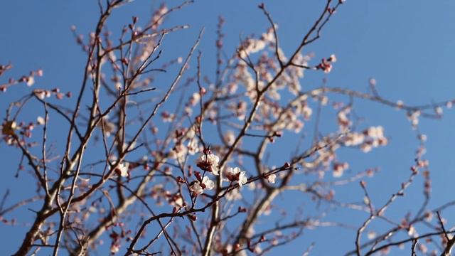 Цветущая Сакура Пианино Спокойная Музыка. Sakura with piano soft music/ смотреть онлайн