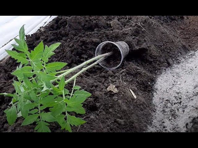 Высадка рассады томатов в открытый грунт. Что можно положить в лунку смотреть онлайн