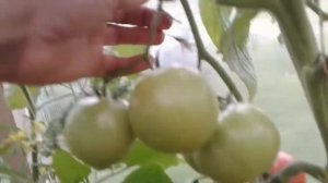 АГИЛИС F1.  Урожайный.Ярославская область.