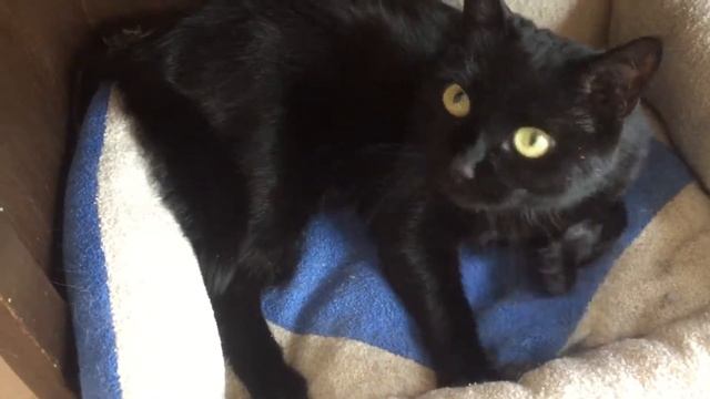 Багира ищет дом Пенза смотреть онлайн