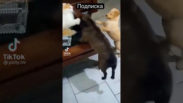 Кот бьет собак!#shortvideo #животные #александрсуворов смотреть онлайн