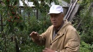 Черешня в садах Южного Урала.