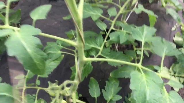 Обрезка листа, завязь второй кисти смотреть онлайн