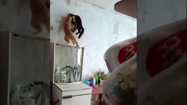 Что за кошачий ад в стене?!))) смотреть онлайн