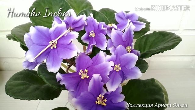 Фиалка Humako Inches смотреть онлайн