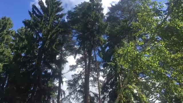 Удаление деревьев в Королеве Московская область смотреть онлайн