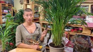 Хризалидокарпус большой или маленький - что выбрать: готовая пальма или растить?