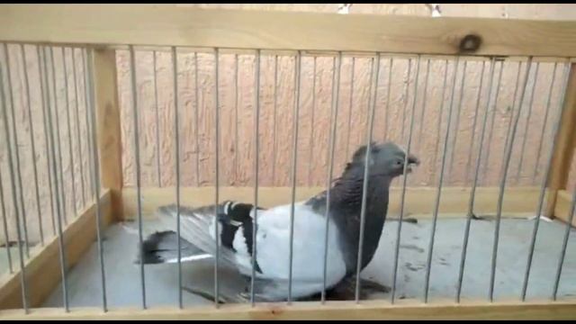 Эти птицы не перестают меня удивлять! Узбекские двухчубые голуби. Tauben. Pigeons смотреть онлайн